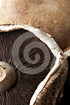 Extreme Close Up of Portobello Mushroom