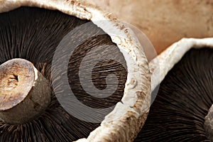 Extreme Close Up of Portobello Mushroom