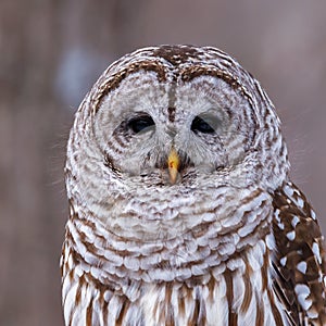 Extreme close up portrait of a perched Barred Owl Strix varia with a bloody beak searching for prey during winter.