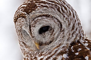 Extreme close up portrait of a perched Barred Owl Strix varia with a bloody beak searching for prey during winter.