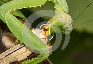 Extreme close up of a praying mantis eating a cicada.