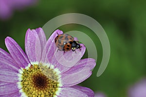 Extreme close-up of a red and black spotted ladybug resting on a purple bloo.