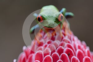 Extreme close up of red and green tree frog on pink flower