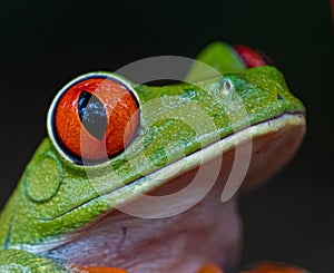 Extreme close up of red and green tree frog in right profile.CR2