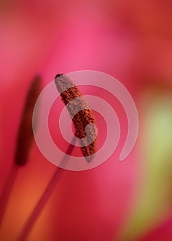 Extreme close up of red lily flower stamen