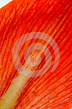 Extreme Close up of red lily petal