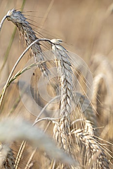 extreme close-up of rye blades, plump specimens full of grains