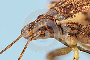 Brown marmorated stink bug, Halyomorpha halys photo