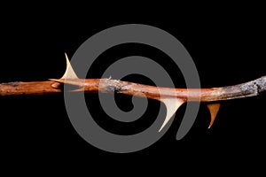 Extreme close up shot of brown rose stem with thorns against black background