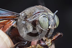 Extreme close up shot of the carpenter bee