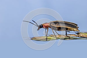 Extreme close up shot of fire fly on the plant