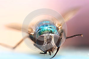 close up shot of Fly on book