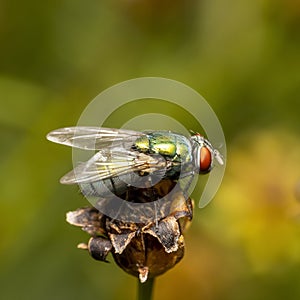 Extreme close up shot of fly on a plant
