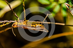 Extreme close up shot of grasshopper resting on branch with defocused background