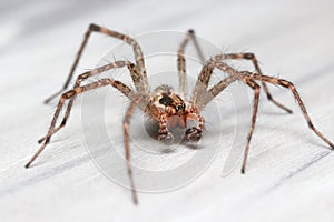 Close up shot of Hobo Spider on floor photo