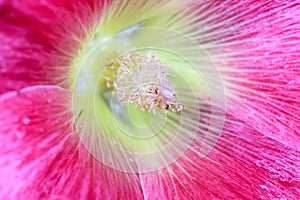 Extreme close up shot of Hollyhock flower photo