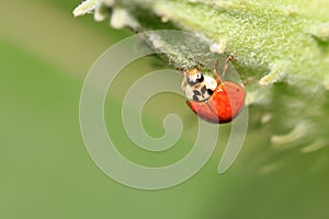 Close up shot of Lady bug on a leaf
