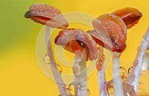 Extreme close up shot of pollen of day lily flower