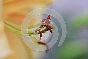 Extreme close up shot of pollen and stamen of a Lily flower