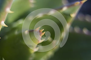 Extreme close-up shot of the spikes an thorns of an aloe perfoliata or mitre aloe, also commonly named Rubble Aloe