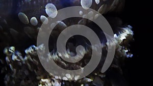 Extreme close-up shot of a spotted lagoon jellyfish