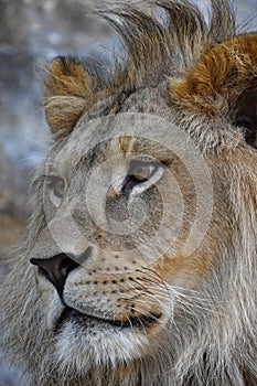 Extreme close up side portrait of African lion