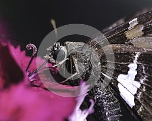 Extreme close up of a Silver Spotted Skipper Butterfly  Epargyreus clarus feeding on a pink flower