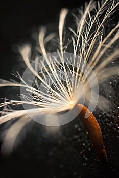 Extreme close-up of a single dandelion seed lit with soft light