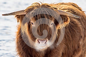 Extreme Close-up of Single Scottish Highland Young Bull in Winter