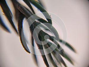 Extreme close-up of small spike leafs of tree branch