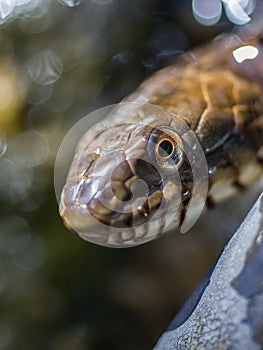 Extreme Close-up of Snake Eye and Face