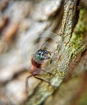 Extreme close up of a soldier ant. Macro insect, scary creature stock photo