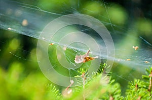 Extreme close-up of spider web stretched over plants