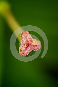 Extreme close up of stamen of garden lily