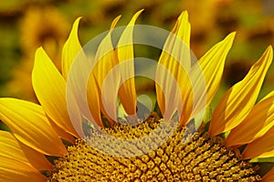 Extreme close-up sunflower