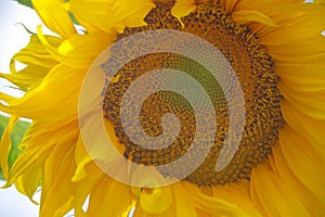 Extreme close-up of sunflower blossom with striking mandala pattern in center