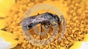 Extreme close up of a super tiny Lasioglossum dark metallic sweat bee pollinating a white flower