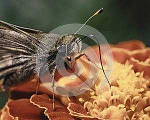 Extreme close-up of a tan and brown Skipper Butterfly feeding on an orange marigold flower.