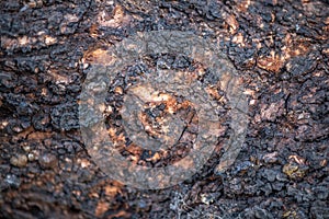 Extreme close up texture of a tree trunk with shallow depth of field