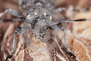 Extreme close-up of a timberman