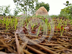 Extreme close-up of tinny grass