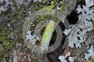 Extreme close up of a tiny leafhopper, empoasca species on bark, wood