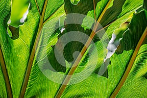 Extreme Close-Up of a Tree Leaf