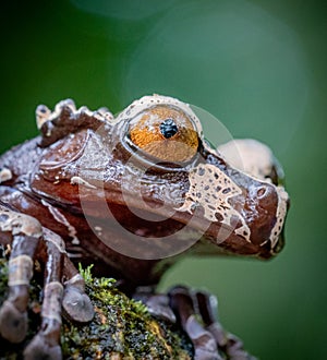 Extreme close up of the Triprion spinosus or Coronated Tree Frog, a species of amphibian of Costa Rica