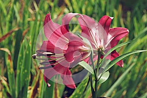 Extreme close up two flowers of colorful pink lily against green lawn background in garden