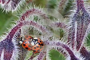 Extreme close-up of two red and black spotted ladybugs mating on a plant.