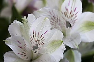 An Extreme Close-up of Two White Alstroemeria Lilies with Small Violet Markings with deep Purple Stigma.