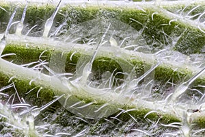 Extreme close up of underside of stinging nettle leaf Urtica di