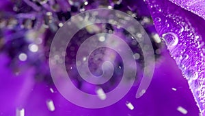 Extreme close up of an unusual lilac flower plunged underwater with the bubbles of air. Stock footage. Exploring world