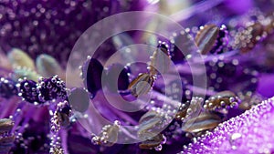 Extreme close up of an unusual lilac flower plunged underwater with the bubbles of air. Stock footage. Exploring world